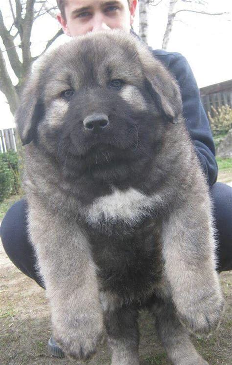 caucasian dog in nigeria|Caucasian Shepherd Dog Puppy for sale in Lagos.